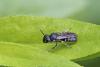 Hylaeus sp.